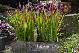 Image result for Imperata