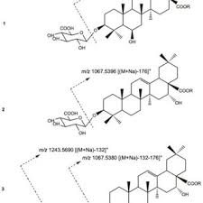 Image result for Eriocoelum microspermum