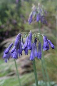 Image result for Agapanthus inapertus