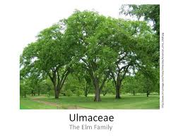 Image result for Ulmaceae