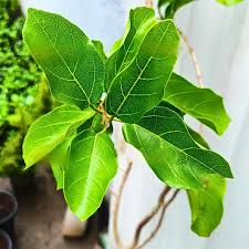Image result for Premna