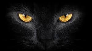 British shorthair (silver with yellow eyes). Black Cat With Orange Eyes Wallpaper 2560x1440 Id 47041 Wallpapervortex Com