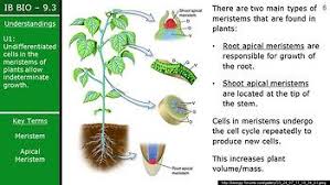 Maybe you would like to learn more about one of these? Ib Biology 2016 9 3 Growth In Plants Ppt By Dokimi Science Ppts