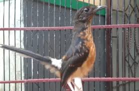 Murai trotol jantan umur 4 bulan. Cara Merawat Murai Batu Trotol Agar Cepat Gacor Dan Sehat