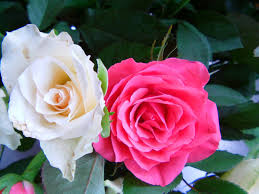Check spelling or type a new query. Beautiful Flowers And Roses Home Facebook