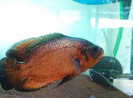 Ikan oscar, pasti sudah banyak dari anda yang cukup familiar dengan diantara jenis selain mempunyai warna dasar hitam, ikan oscar juga memilki spesies oscar albino. Harga Ikan Oscar Red Aneka Ikan Hias