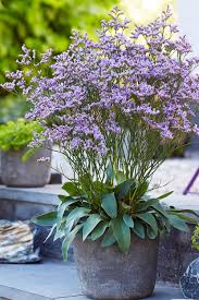 Image result for Limonium