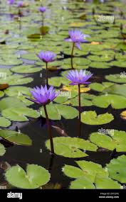 Image result for Nymphaea maculata