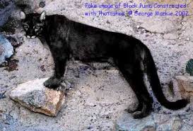 Image result for Panther Black 2002 Puma