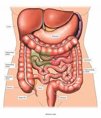 Learn about its function, parts, location on the body, and conditions that affect the liver, as well as tests and treatments for liver conditions. 1 4 Basic Organs Of The Body