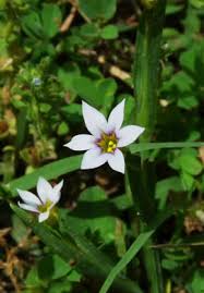 Image result for Sisyrinchium micranthum