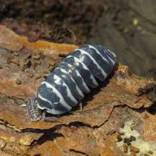 Image result for Polhillides