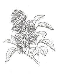 Lilac Flower Plant Coloring Page Coloring Sky Flower Line Drawings Flower Coloring Pages Flower Drawing