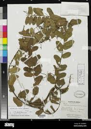 Image result for Baissea