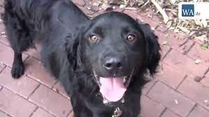 Hunde in schweizer tierheimen oder pflegestellen die ein neues zuhause suchen. Tierheim Hamm Funf Hunde Suchen Zuhause Youtube
