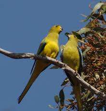 Image result for Monotes elegans