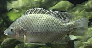 Fish Index Mozambique Tilapia Oreochromis Mossambicus Frilled Shark Blobfish Dusky Shark