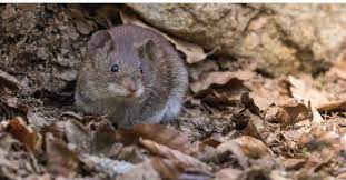 Use small cages with food bait to capture the rat. Rats In The Garden Advice Control And Elimination 2017