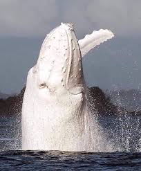 Pin By Clare On Beautiful Animals Rare Animals Whale White Humpback Whale