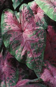 Caladium Leaves Are Drooping Plants Foliage Plants House Plants