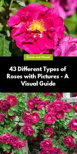 43 Different Types Of Roses With Pictures A Visual Guide In 2020 Types Of Roses David Austin Climbing Roses Planting Roses