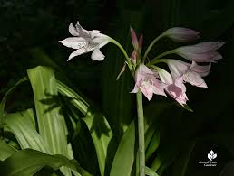 Image result for Crinum harmsii