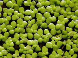 Image result for Spirodela