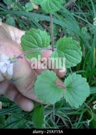 Image result for Diclis reptans