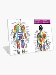 Female Muscle Diagram Anatomy Chart Laptop Skin