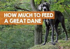 Keep reading to learn more about the nutritional requirements for great danes and to receive recommendations for quality dog food brands when your great dane is a puppy, you need to be very careful about what you feed him and how often. How Much Does A Great Dane Eat Per Day Month Feeding Chart