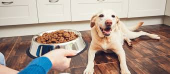 the best food for diabetic dogs review