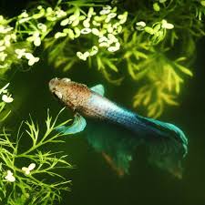 Pin On Badass Fish Keeping Humour