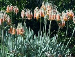 Image result for Falkia oblonga