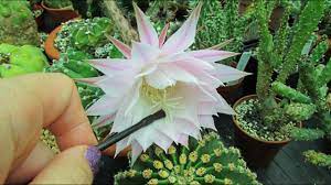 Let it dry for a few days to let it callous over. How To Propagate Cactus Pollinating Cactus Flowers Echinopsis Hedgehog Cactus Youtube