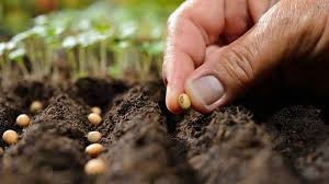 Plants like goldenrod, monarda, salvia, tall daisies, phlox, rudbeckia, echinacea and helenium are all available in garden centres. Fall Garden Planting Tips For The Late Summer Survival Life