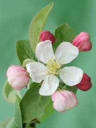 Pin On Flower Plants