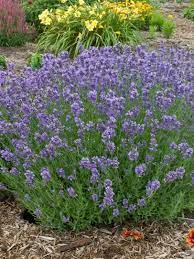 Maybe you would like to learn more about one of these? 16 Perennial Companion Plants For Roses Hgtv