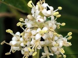 Image result for Ligustrum lucidum