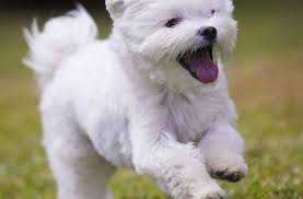 These Tiny Dogs Stay Small Forever Because Not Everyone Wants A Giant Pup Cute Small Dogs Forever Puppy Maltese Puppy