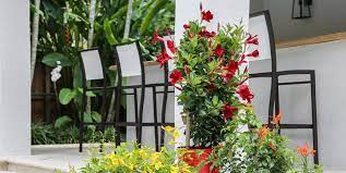 As a test, i wanted to see if our hummingbirds would prefer a mandevilla plant or a petunia. 5 Reasons To Love Mandevilla Costa Farms