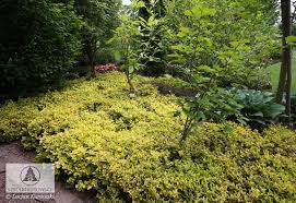 Maybe you would like to learn more about one of these? Euonymus Fortunei Emerald N Gold Spindelstrauch Emerald N Gold