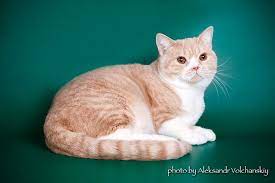 pin na doske vijuha cattery