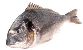 Daurade Royale Beau Poisson Daurade Poisson