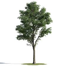 Pin On Plant Schemes
