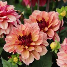 Check spelling or type a new query. Dahlia Creme De Cognac