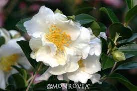 Setsugekka Camellia Plant Catalogs Camellia Flower White Camellia