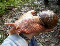 Aku Anak Iban - SIPUT BABI Peda pemesai siput babi tu.... | Facebook