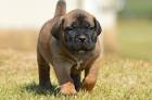 PuppyFind | Boerboel Puppies for Sale