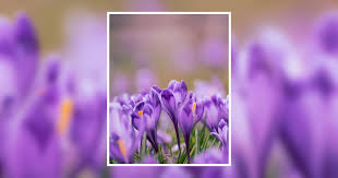 Phillip Adkins Obituary