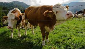 Animals Cattle Cow Farm Farmland Fence Field Grass Grassland Graze Livestock Meadow Pasture Cow Types Of Cows Cattle